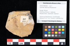 Foto (Objekt + Etikett) von Xylomites daphnes Ettingshausen (NHMW-GEO-2024-0188-0062)